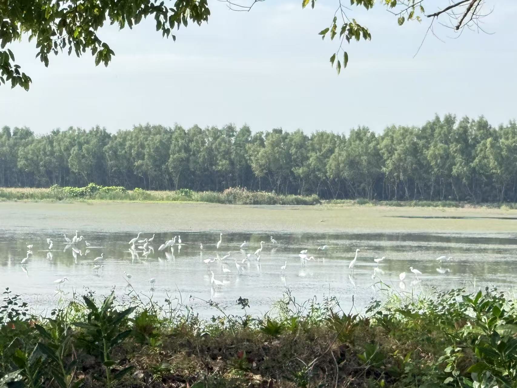 图2 觅食区的白鹭