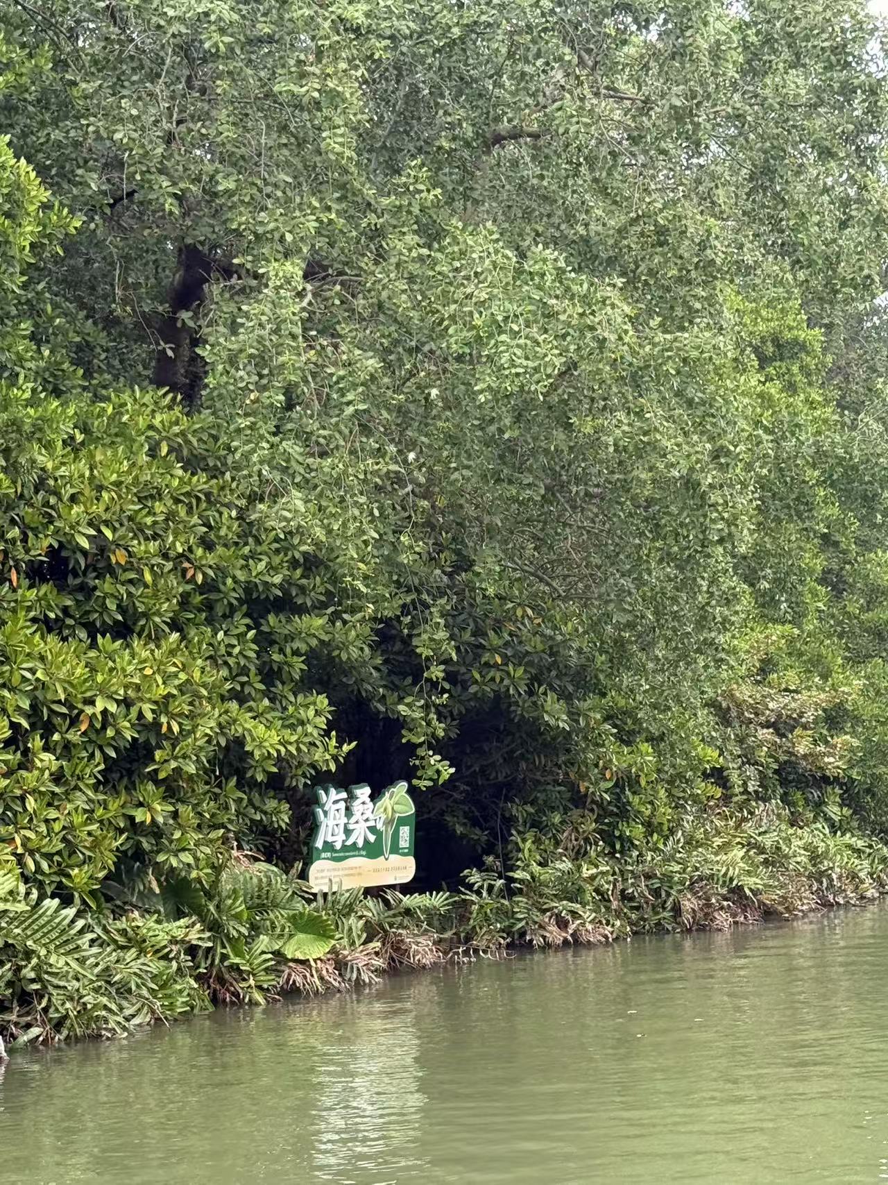 图3 红树林及标识牌