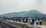 传艺学部组织师生开展甘蔗收割助农志愿服务