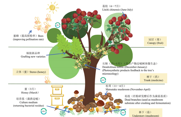 华立学院突破荔枝木赤灵芝培育技术，首创“五维一体”生态共生模式赋能乡村振兴