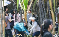 【阅增城】“搬”进甘蔗林的思政课：广州华立学院500师生助农砍蔗6.5吨