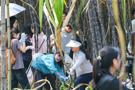 【阅增城】“搬”进甘蔗林的思政课：广州华立学院500师生助农砍蔗6.5吨