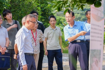 【中国日报网】“树上收柑、树下采菇、菌渣养树”——广州华立学院探索陈皮红松茸绿色循环模式